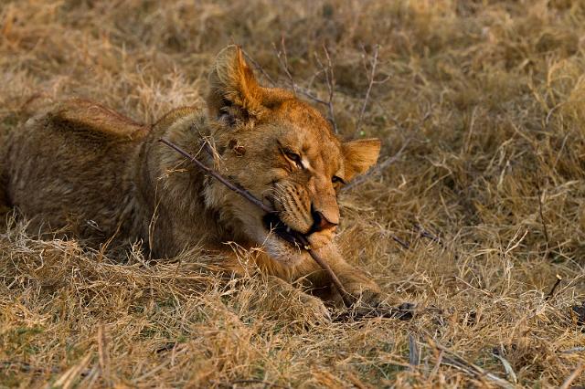 157 Okavango Delta, leeuw.jpg